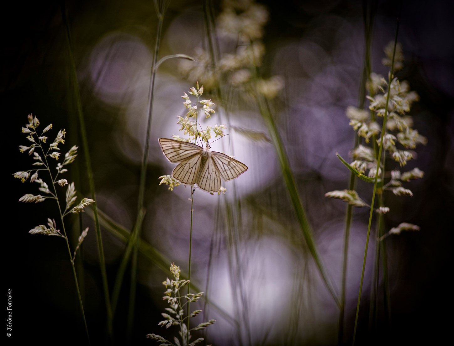affiche 2026 festival sologne nature image Jérôme Fontaine